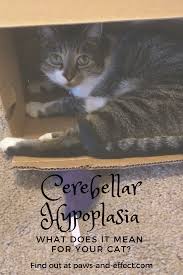 Cats that are affected by this condition are called wobbly cats, as they cannot fully. How Should I Introduce A Cat With Cerebellar Hypoplasia Paws And Effect Cats Cat Health Happy Animals