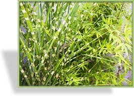 Check spelling or type a new query. Ziergras Zebraschilf