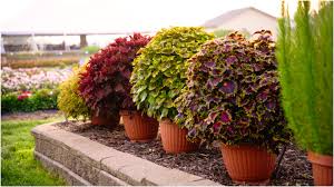 Image result for Coleus