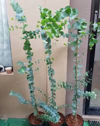 Suitable as a container specimen for patio, conservatory, or in a bright indoor space. Pot Of Faith Silver Dollar Eucalyptus Plant Indoor Facebook