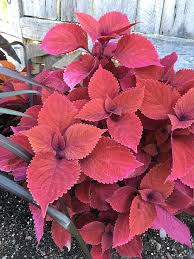 All about the purple queen 15 Gorgeous Plants With Red Leaves In India India Gardening