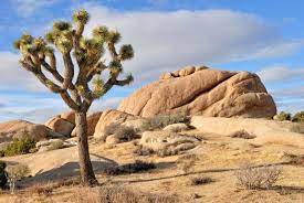 The joshua tree is also called izote de desierto (spanish, desert dagger). How A Tree And Its Moth Shaped The Mojave Desert Science Smithsonian Magazine