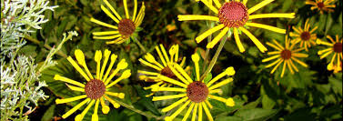 We did not find results for: Rudbeckia Sweet Black Eyed Susan Sweet Coneflower Rudbeckia Subtomentosa Henry Eilers