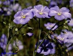 Image result for Linum usitatissimum