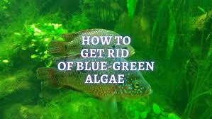 Both saltwater and freshwater tanks can succumb to this annoying inhabitant, but there are many both freshwater and saltwater tanks can become infested by green hair algae. Cyanobacteria In Aquarium How To Get Rid Of Blue Green Algae In Planted Tank