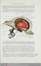 Braus Hermann Anatomie Des Menschen Ein Lehrbuch Fur Studierende Und Arzte Band 3 Centrales Nervensystem Berlin Anatomie Des Menschen Anatomie Lehrbuch