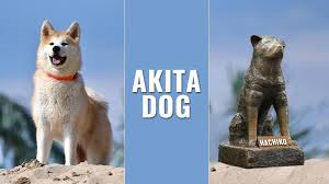 His mom is a full bred akita while the dad was a. Akita Puppy Dog Breed Information And The Hachiko True Story Petmoo