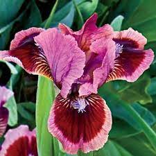 Pin On Flowers