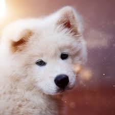 Wide hd standard mobile dual. Download Wallpaper 2780x2780 Puppy Dog White Fluffy Cute Ipad Air Ipad Air 2 Ipad 3 Ipad 4 Ipad Mini 2 Ipad Mini 3 Ipad Mini 4 Ipad Pro 9 7 For Parallax Hd Background