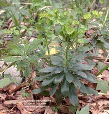 Image result for Euphorbia schimperiana