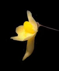 Image result for Utricularia welwitschii