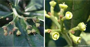 Image result for Synadenium cupulare