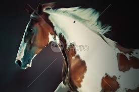 August 5, 2020november 1, 2018 by barbara breckenfeld. Portrait Of Galloping Paint Horse Photography Equestrian 54ka Stockphoto