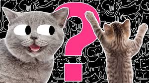 Although you might feel like you're stuck for questions to ask, all you need are amusing and entertaining topics to draw from. The Ultimate Cat Quiz Animal Quiz