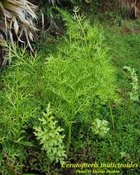 Image result for Ceratopteris