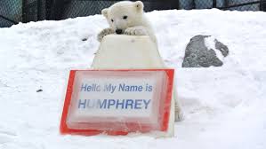 This page is about toronto zoo polar bear,contains juno the polar bear cub leaving toronto. Toronto Zoo Polar Bear Cub Named Humphrey Ctv News