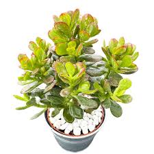 Image result for Crassula granvikii