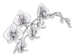 Oriental Orchid Pencil Study Orchid Drawing Drawings Orchid Tattoo
