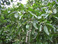Image result for Morinda lucida