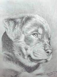 Pin On Rottweiler