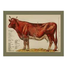 1917 Vintage Cow Anatomy Chart