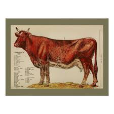 1917 vintage cow anatomy chart