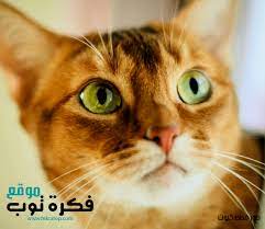 أجمل صور قطط كيوت hd في العالم 2019 2 kittens cutest kittens cutest baby baby cats