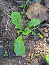 Image result for Eriosema pauciflorum