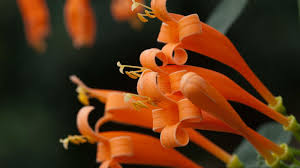 Image result for Pyrostegia