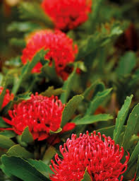 Nsw Waratah Wildflower Seeds Flower Seeds By Mr Fothergills