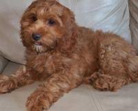 We also sometimes have multi generational cockapoo puppies we ask that you would be able to drive/fly to us here in east texas (shreveport, louisiana is the nearest airport) to pick up your new bundle of joy. Cockapoos Breeders Registry American Cockapoo Club
