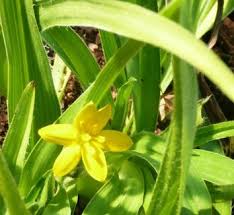 Image result for Hypoxis angustifolia