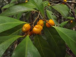 Image result for Dichapetalaceae