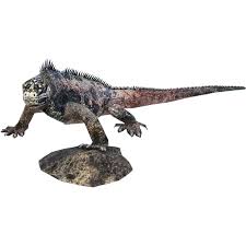 Marine Iguana Animals Paper Craft South America Large Size Beach Lizard Iguana Galapagos Islands Reptiles Animals Paper Cra Marine Animals Iguana Marine Iguana