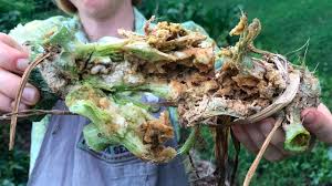 It's not really a problem, just make sure it is not too dry. Squash Vine Borers How To Still Enjoy Zucchini All Season Long