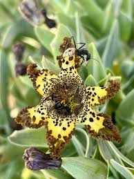 Image result for Monocymbium ceresiiforme