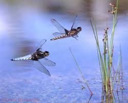 Black And Yellow Dragonfly Canada Dragonfly Pond Dragonflies Flying Over A Pond Photo Wp07072 Dragonfly Photography Dragonfly Photos Flying Photography