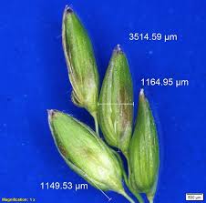 Image result for Sacciolepis africana