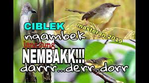 Ciblek kristal hd mp3 & mp4. Masteran 2019 Cisem Ciblek Semi Dan Cikris Ciblek Kristal By Mafia Burung