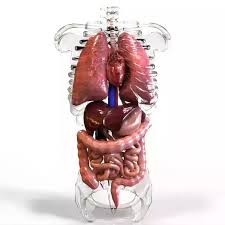 Protects against environmental hazards 2. What Colors Are Inside The Human Body Is It Bright Bloody Red Quora