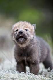 Image result for wolf cub