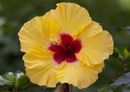 Wild Hibiscus Africa Flower Guide Hibiscus Plant Hibiscus Hibiscus Flowers