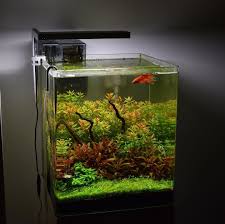 Just A Little Bit Of Sunshine On Tbis Cloudy Day Nano Aquarium Aquascape Tank Design