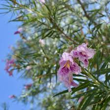 Maybe you would like to learn more about one of these? Titan Tree Care Titan Tree Blog The 5 Best Spring Flowering Trees For The Anthem Area