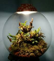 My New Terrarium I Used Nepenthes From Borneo Fresh Spagnum Moss Critantus And Wood For Decoration I Ll Call It Exotica B Jardinagem Hortas Terrarios