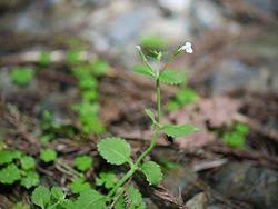 Image result for Linderniaceae