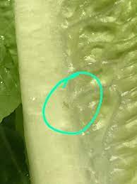 Vegetables How To Remove Every Insect From Romaine Lettuce Itectec
