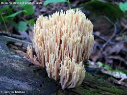 Image result for Ramaria stricta