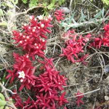 Image result for Crassula expansa