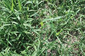 If you live in the northern part of the country i would say that you have tall fescue it is a wider blade of grass that grows faster than bluegrass. Crabgrass Turning A Weed Into Forage Hay And Forage Magazine